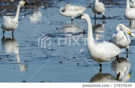 Standing swan 27935634