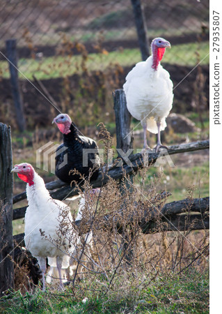 turkeys graze near a wooden fence in the village 27935807
