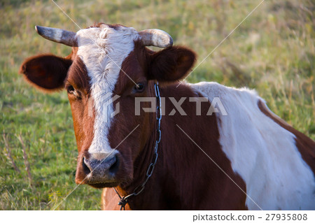 young bull grazing on the green grass young bull grazing on the green grass 27935808