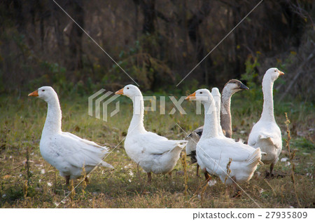 flock of geese grazing on the grass in the autumn 27935809
