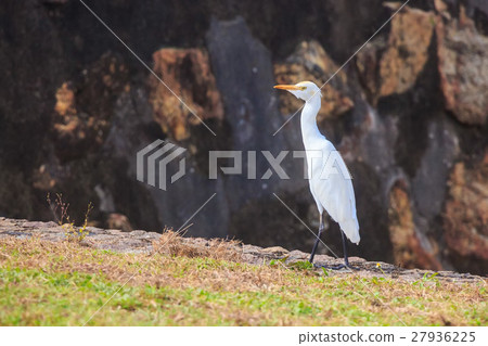 Eastern Great Egret 27936225
