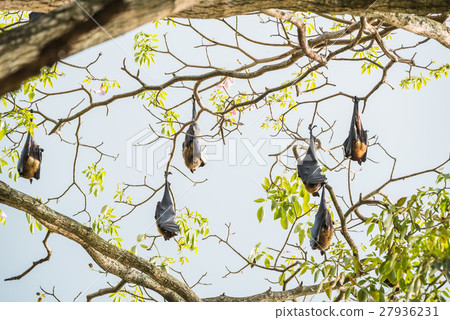 Indian flying fox 27936231