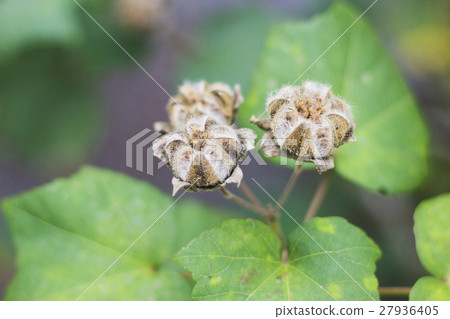花結束後,種子的種子 花結束後,種子的種子 27936405