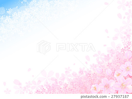  Cherry blossom blue sky 27937187