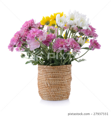 chrysanthemums in basket on white background chrysanthemums in basket on white background 27937331