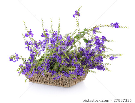 Purple flowers in basket Purple flowers in basket 27937335