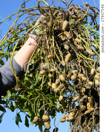 Harvest of large peanuts 27937548