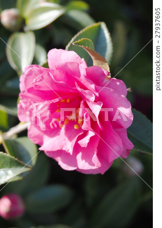 Sasanka（Yamachaka） 27937605