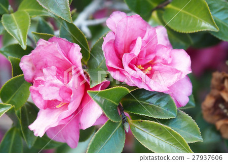 Sasanka (Yamachaka) 27937606