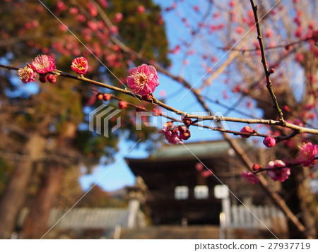 筑波山神社梅花 27937719