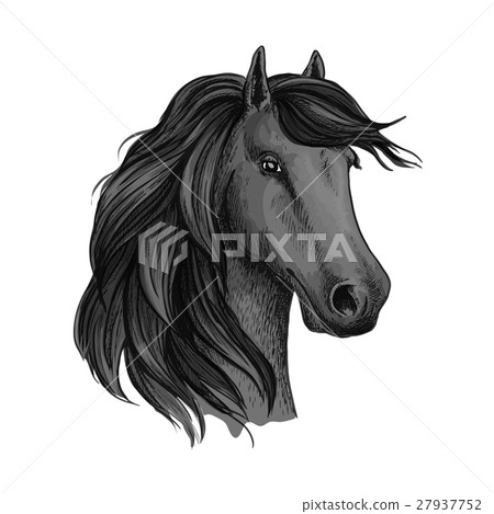Sketched head of mustang or horse, stallion 27937752