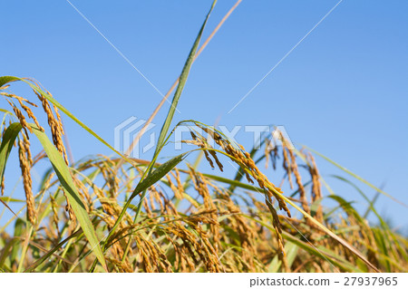 nature nature 27937965