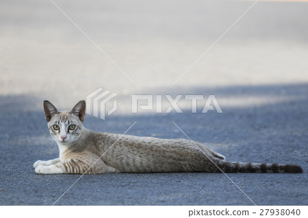 thai cat lying on traffic road 27938040