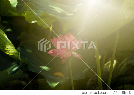 蓮花 27938668