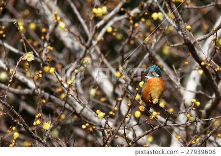 米李和翠鳥 27939608