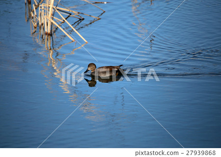 Gadwall Gadwall 27939868