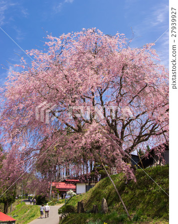 Shingu,一個常設商店的樹立場 Shingu,一個常設商店的樹立場 27939927