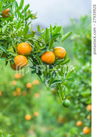 Orange tree - Orange Farm at Chiangmai Orange tree - Orange Farm at Chiangmai 27939928