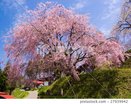 Shingu, Tree stand of a standing shop 27939942