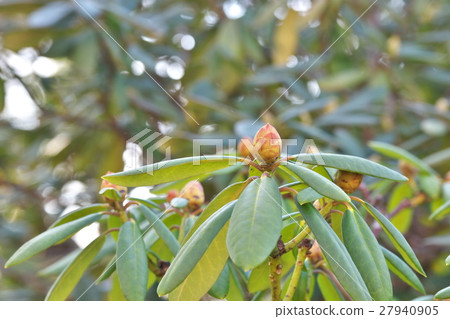 Bud of rhododendron Bud of rhododendron 27940905