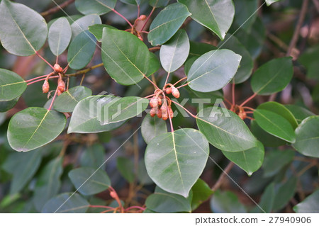 Rhododendron bud 27940906