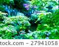 [Garden] Spring Maple 27941058