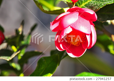 隱藏的山茶花 27941257