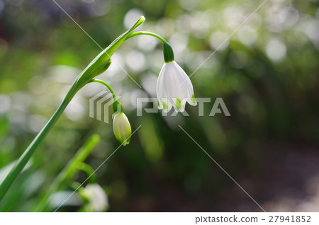 Spring sunlight and snowflake Spring sunlight and snowflake 27941852