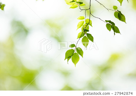 Fresh fresh green image material 27942874