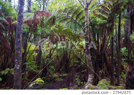 Hawaiian Forest 27942875