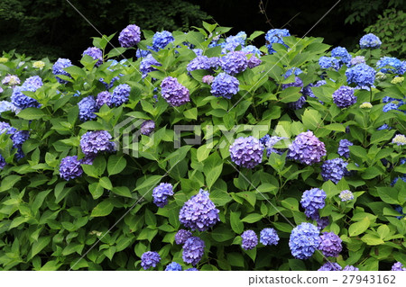 來自金澤Utatsuyama公園的繡球花 27943162