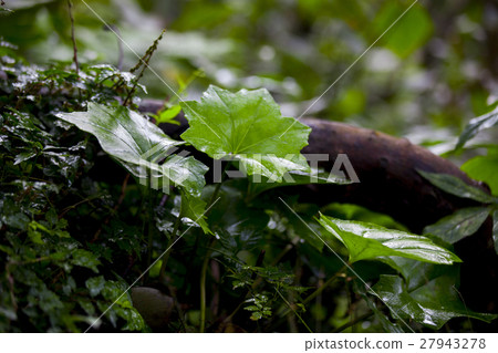 Yangmingshan, Jurin, Futakotsubo, Yangmingshan, two sub-Ping, Yangmingshan, two sub floors, Yangmingshan, Jurin, Futakotsubo, Yangmingshan, two sub-Ping, Yangmingshan, two sub floors, 27943278