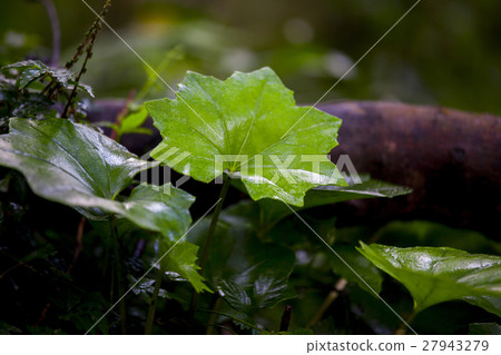 Yangmingshan, Jurin, Futakotsubo, Yangmingshan, two sub-Ping, Yangmingshan, two sub floors, Yangmingshan, Jurin, Futakotsubo, Yangmingshan, two sub-Ping, Yangmingshan, two sub floors, 27943279