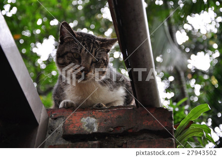 Cat, cat on the wall, cat, cat on the wall, cat, cat, wall 27943502