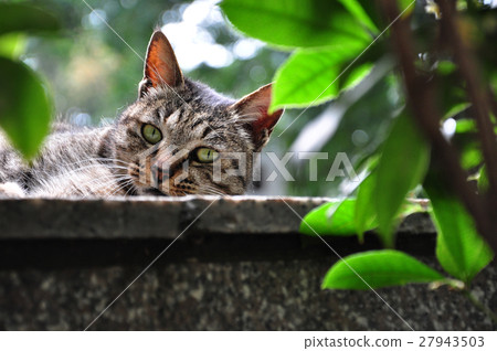 Cat, cat on the wall, cat, cat on the wall, cat, cat, wall 27943503