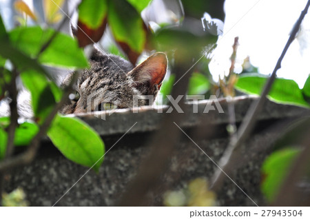 貓,牆上的貓,Cat, cat on the wall,猫、猫の壁、 貓,牆上的貓,Cat, cat on the wall,猫、猫の壁、 27943504