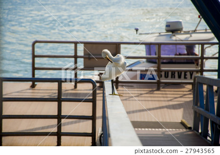 渡輪弓，白鷺，渡輪，鷺 27943565