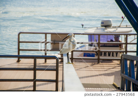 渡輪弓，白鷺，渡輪，鷺 27943568