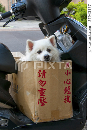 Hiromi dog, dog, Pomeranian dog, dog, spitz, pome 27943577