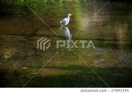 水池，白鷺，游泳池，白鷺，游泳池，蒼鷺 27943595