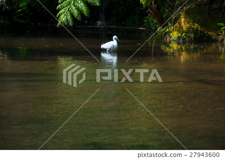 水池，白鷺，游泳池，白鷺，游泳池，蒼鷺 27943600