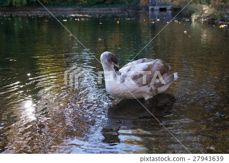 Canadian geese 27943639