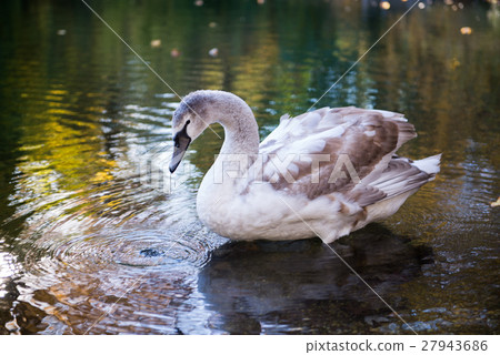 Canadian geese Canadian geese 27943686