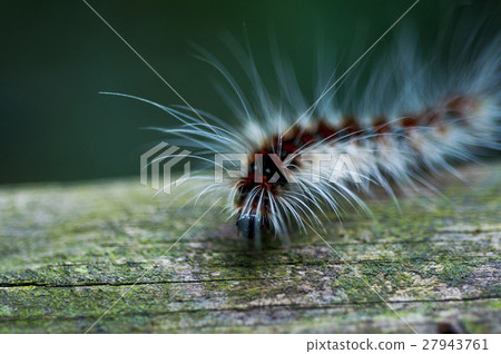 昆蟲, 毛毛蟲,Insects, caterpillars,昆虫、毛虫、 昆蟲, 毛毛蟲,Insects, caterpillars,昆虫、毛虫、 27943761
