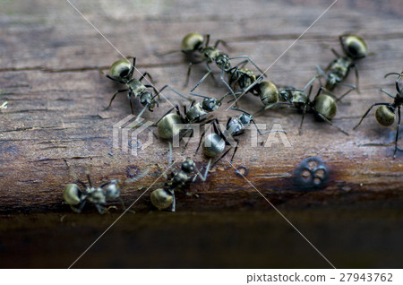 螞蟻,昆蟲,Ants, insects,アリ、昆虫 螞蟻,昆蟲,Ants, insects,アリ、昆虫 27943762