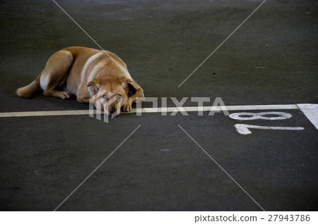 狗，寵物,家犬, Dogs, pets, domestic dogs,犬、ペット、イヌ、 27943786