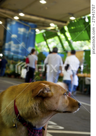 狗，寵物,家犬, Dogs, pets, domestic dogs,犬、ペット、イヌ、 27943787