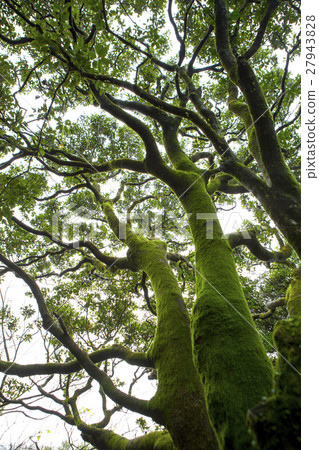  陽明山，菊林，二子坪，陽明山，二子坪，陽明山，二子樓， 27943828