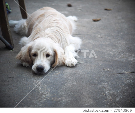 lovely funny white cute fat compact size young dog lovely funny white cute fat compact size young dog 27943869