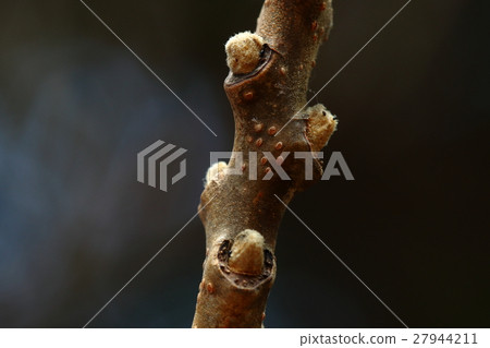 Natural plant Nurde, buds and leaf scars. Spring bud is a hemispherical round shape. It is wrapped in warm hair 27944211